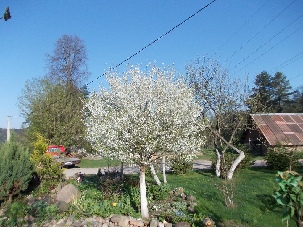Homestay Roja Βίλνιους Εξωτερικό φωτογραφία